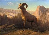 Mountain Canvas Paintings - A Rocky Mountain Sheep Ovis Montana